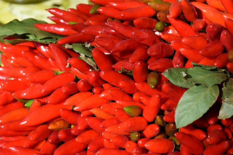 Čili paprika na korenie foto: pixabay