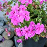 Záhradné kvetináče - vaša terasa rozkvitne