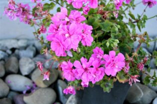 Záhradné kvetináče sa hodia aj do exteriéru, tak ako je to na fotke., kde je vysadený krásny ružový muškát