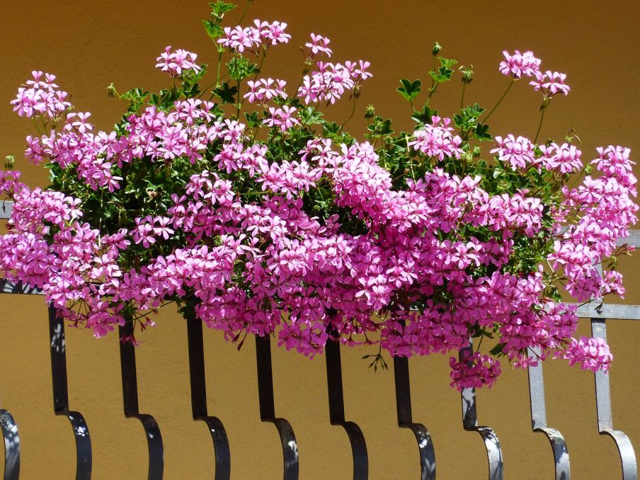 Samozavlažovacie kvetináče na rozkvitnuté kvety foto: pixabay