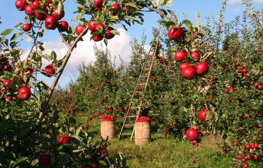 Hliníkový rebrík sa zíde aj na oberačke foto: pixabay