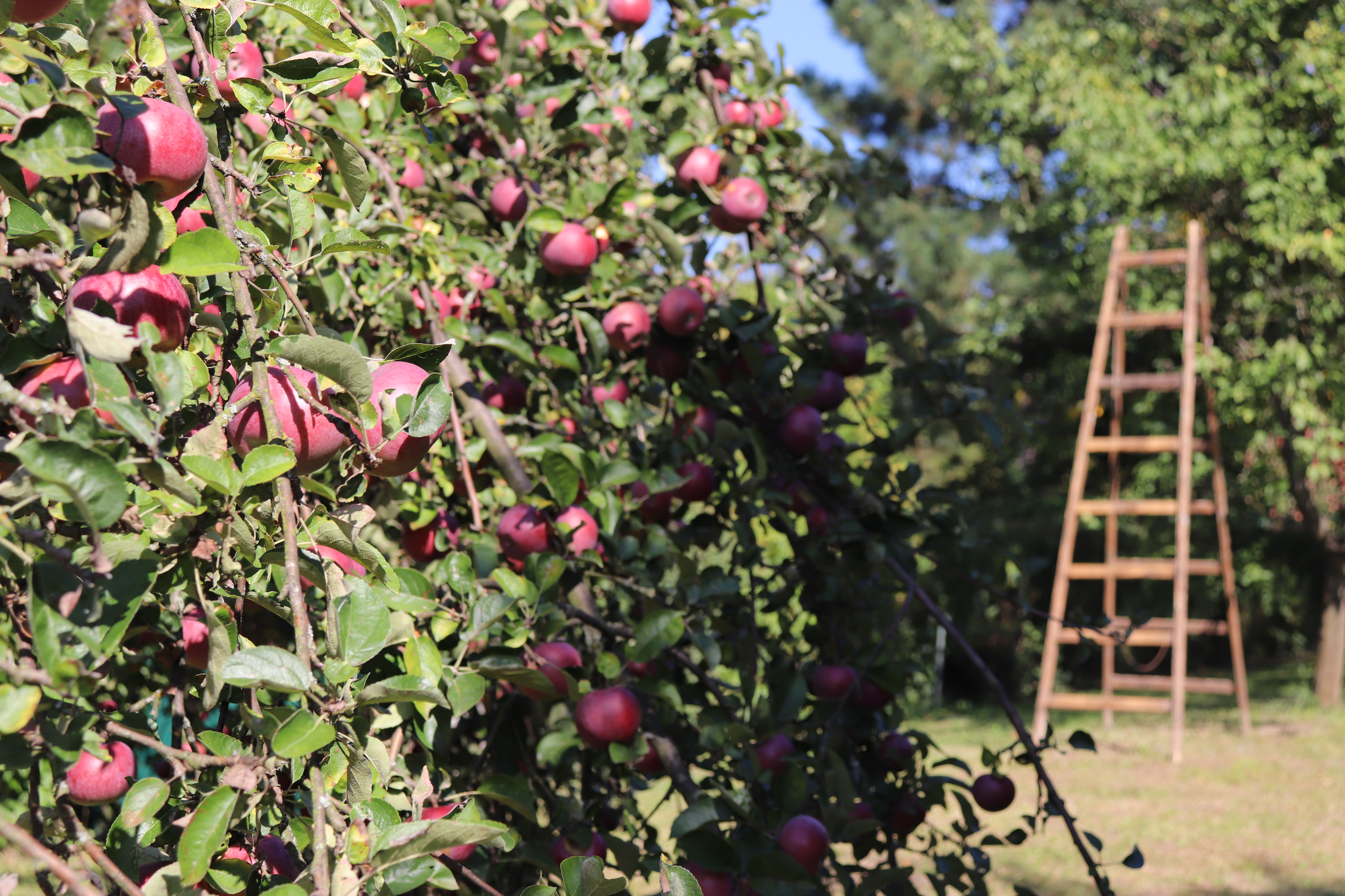 Oberačka jabĺk na rebríku