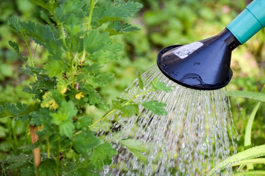 Zavlažovanie dažďovou vodou je zdravé a ekologické foto: pixabay