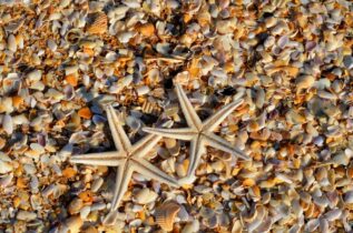 Obľúbený motív mora - dve hviezdice