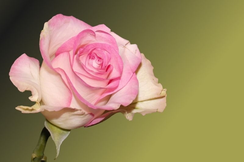 Krásu ruže ospievali mnohí umelci foto: pixabay