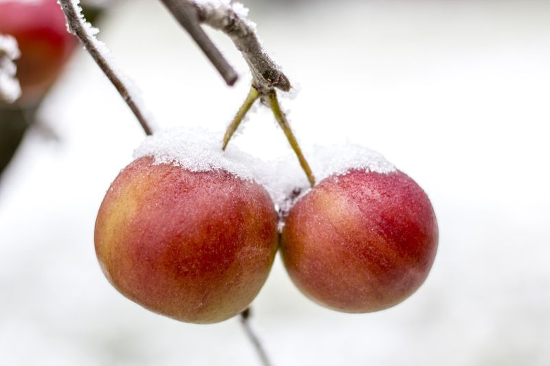 Zima jablká prekvapila foto: pixabay