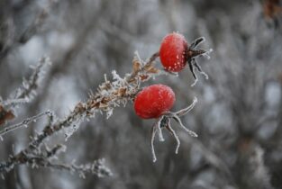 Termofľaše na zimu foto: pixabay