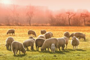 Vlnená deka z ovčej vlny foto: pixabay