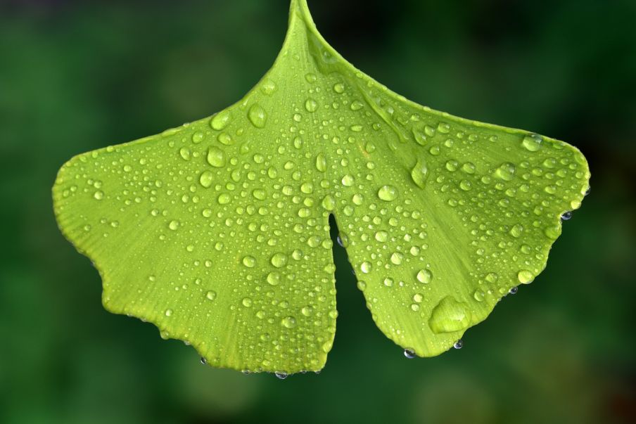 Ginko obsahuje Korolen foto: pixabay