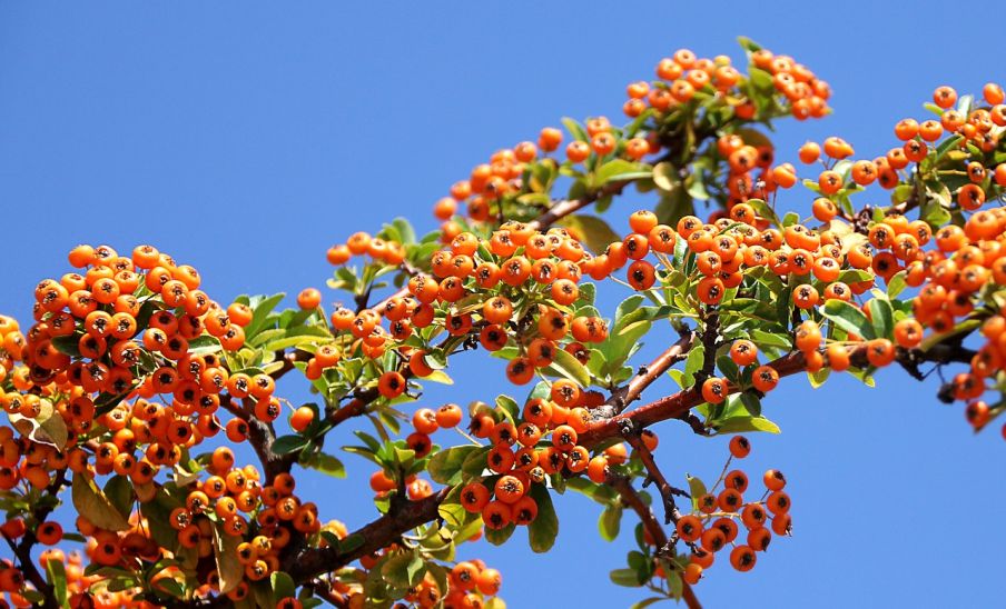Rakytník často používa kozmetický priemysel foto: pixabay
