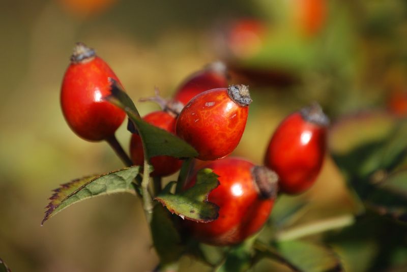 Šípky sú nabité vitamínom C foto: pixabay 