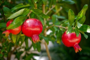 Granátové jablko ešte dozrieva na strome foto: pixabay