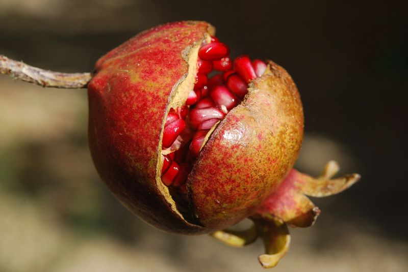 Granátové jablko dozrelo foto: pixabay