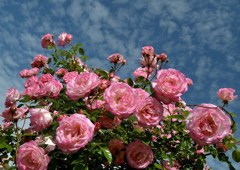 Na plantáži ruží foto: pixabay