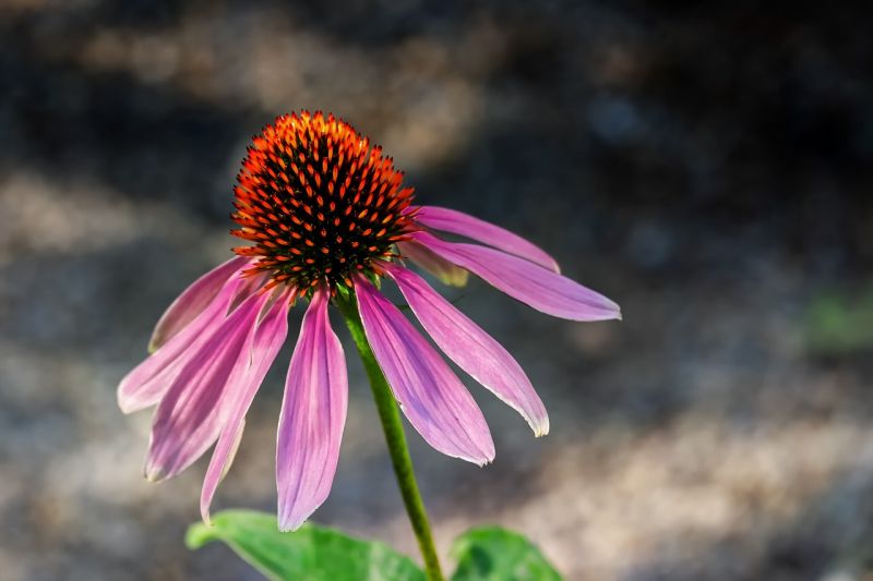 Echinacea podporuje imunitu foto: pixabay