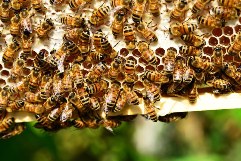 Včely usilovne pracujú, bude med i včelí vosk foto: pixabay