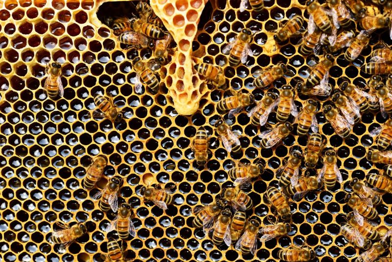 Včely v akcii 