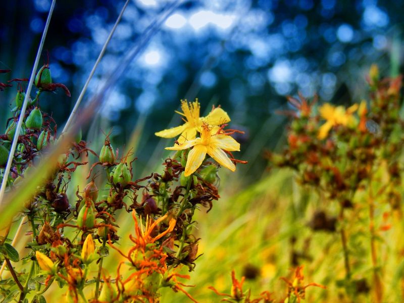 Kvety ľubovníka bodkovaného foto: pixabay