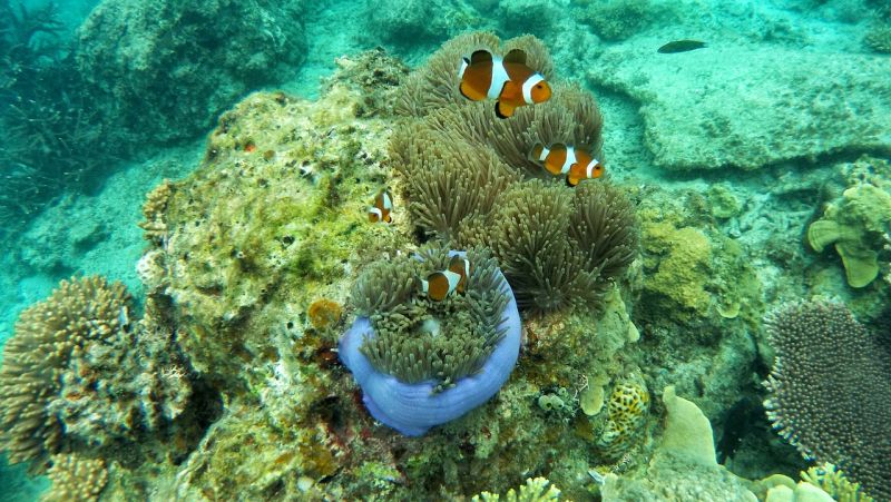 Morské huby rastú na dne mora foto: pixabay