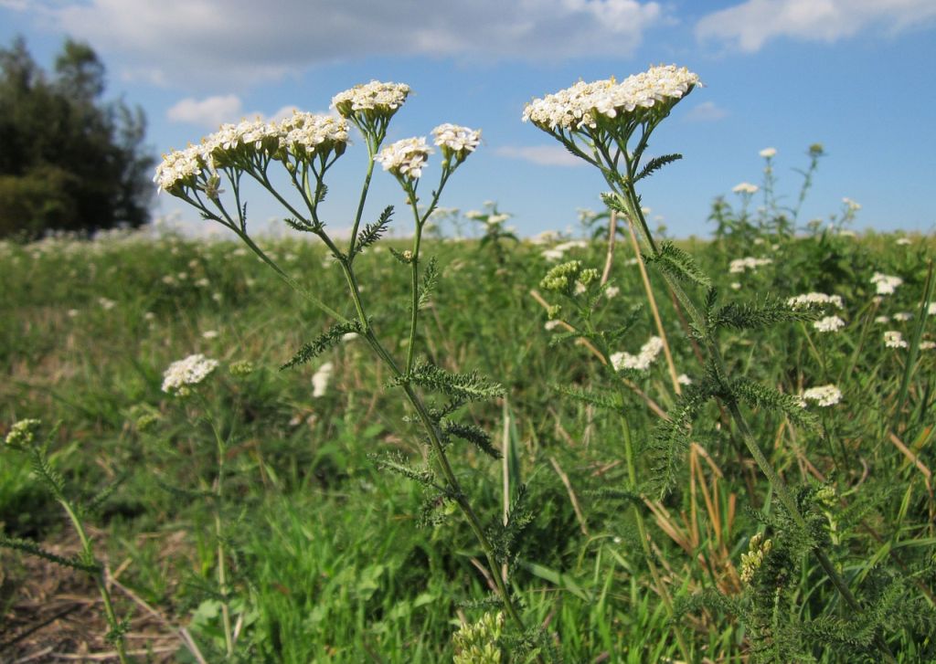 Rebríček obyčajný (achillea millefolium), volá sa aj myší chvost foto: pixabay