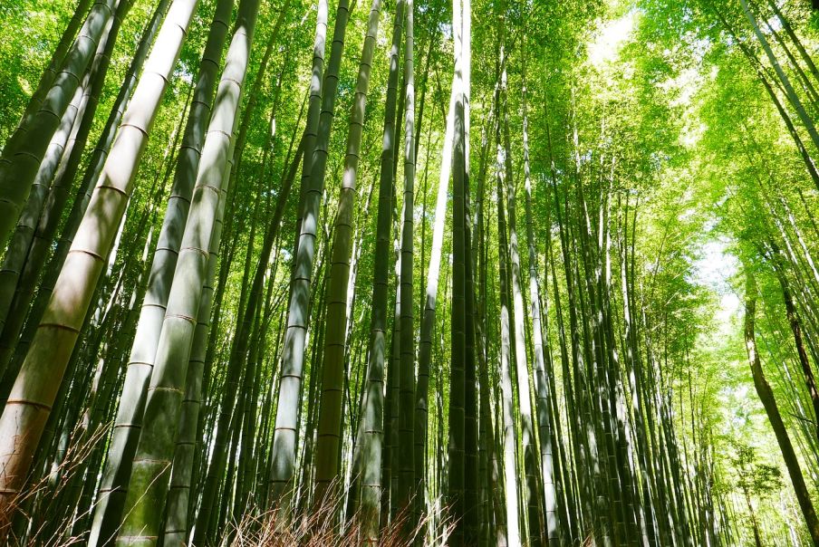 Bambusová podhala odoláva vlhkosti foto: pixabay 