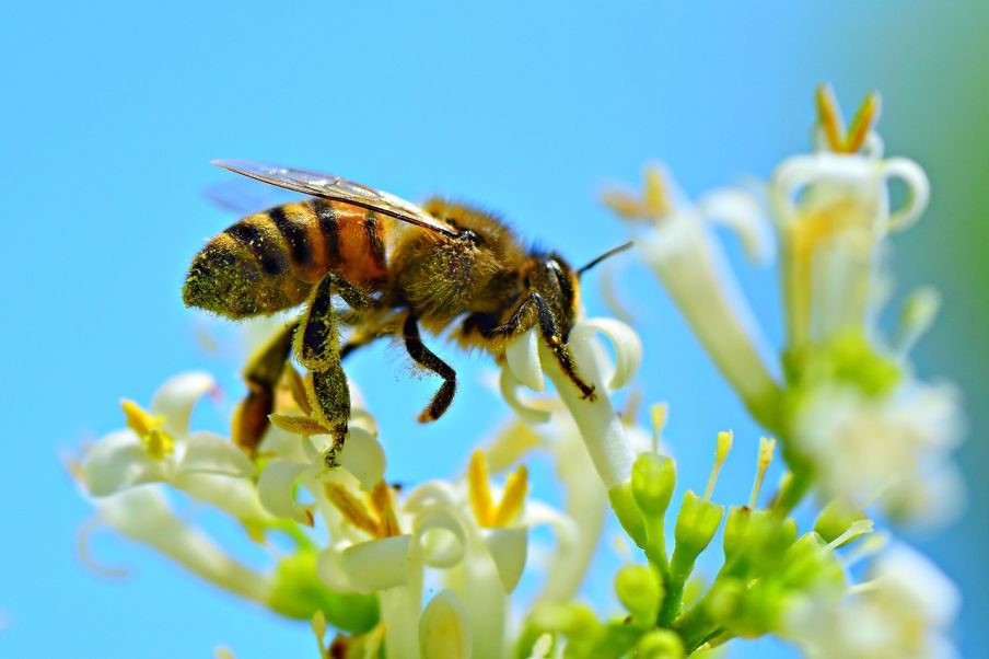  Včely na Slovensku ubúdajú, hoci si významnými opeľovačmi foto: pixabay