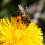 Včely na Slovensku ubúdajú, je ich o 30 % menej