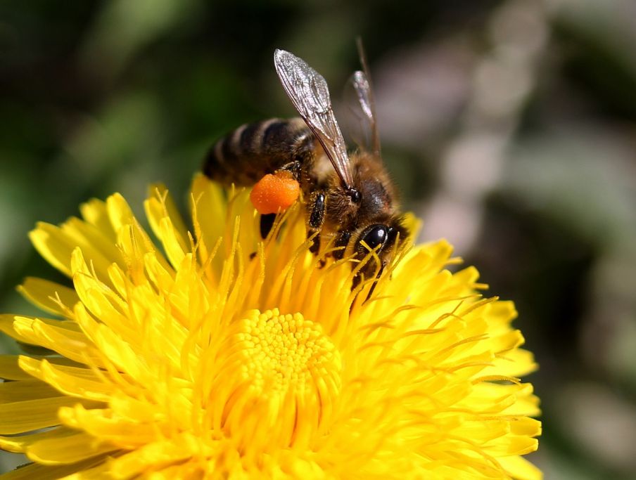 Včely na Slovensku, aj vo svete, ubúdajú foto: pixabay