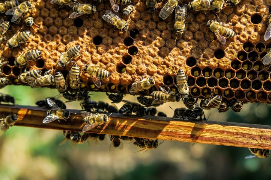 Zachráňme včely foto: pixabay