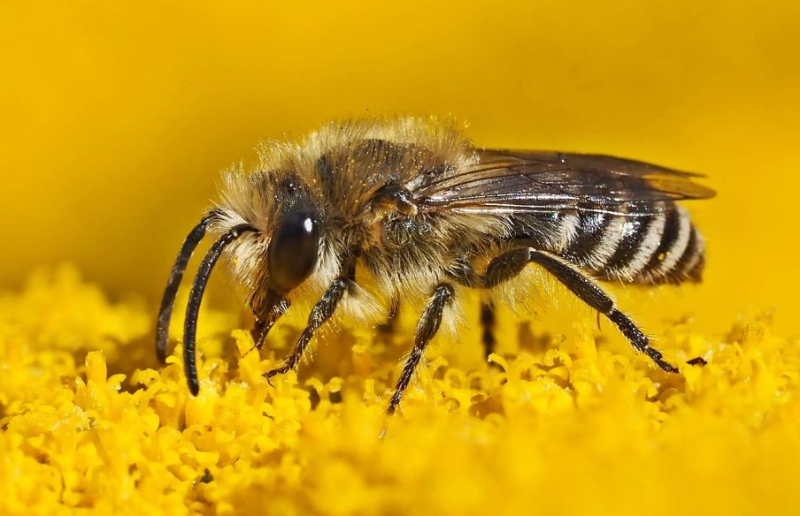 A takto vyzerá včela zblízka foto: pixabay
