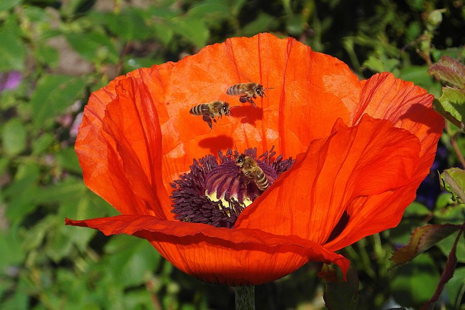 Včely v makovom kvete foto: pixabay