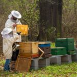 Včelárenie je alternatívne - keď včelám necháme med