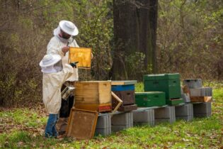 Včelári pri úli pracujú s plástom