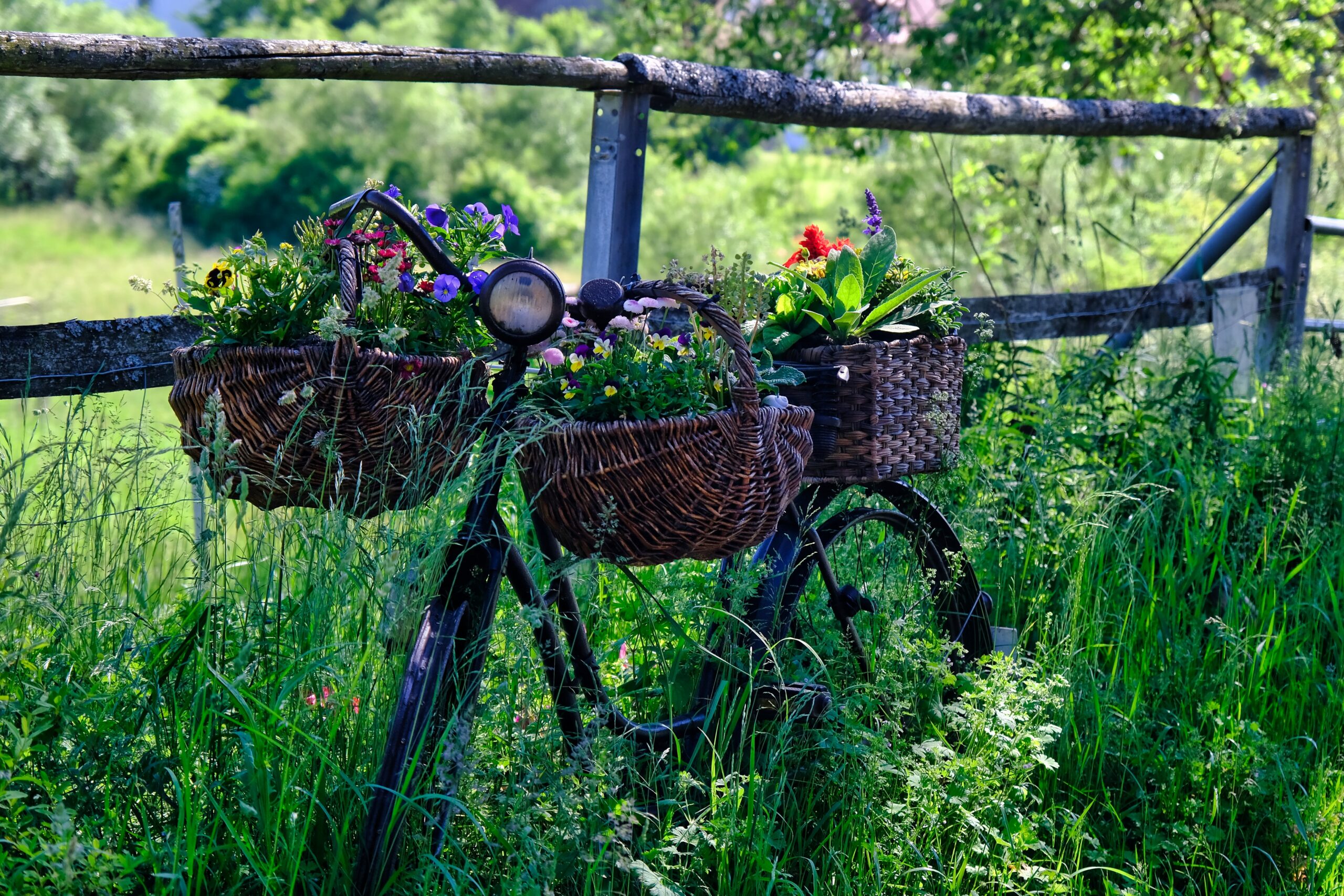 Pôvodný bicykel má nový účel, drží tri košíky s kvetmi