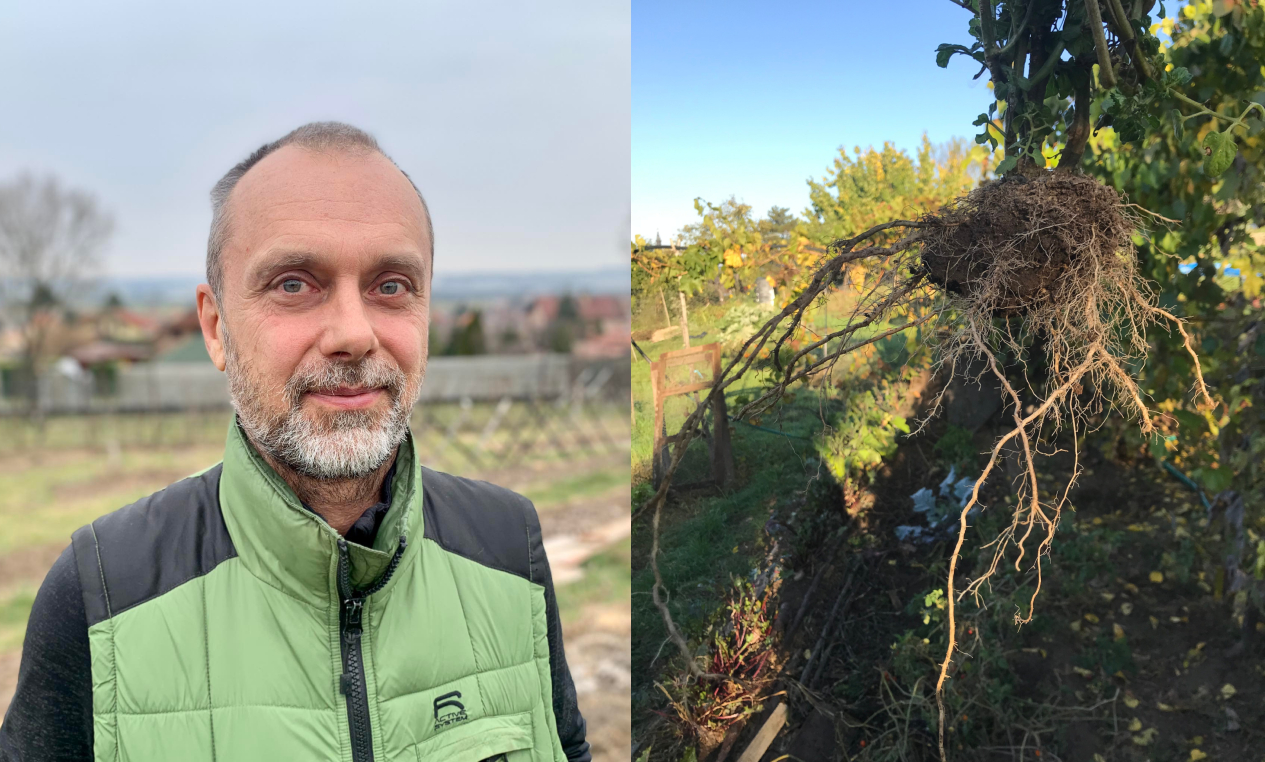 Popularizátor záhona Rozuma Bohuš Buday, Na druhej fotke je koreň, ktorý kopíruje steny záhona