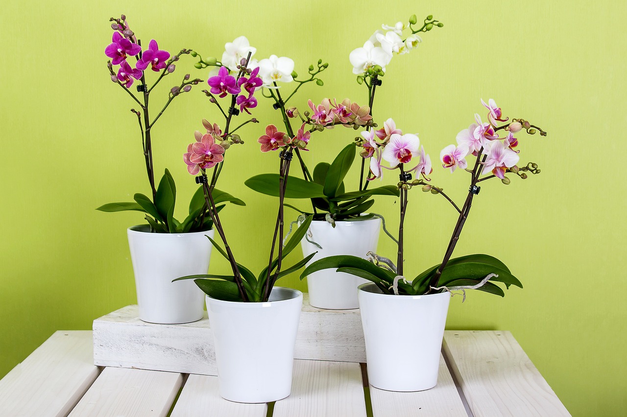 Štyri kvetináče s nežnými orchideami - bielej, fialovej i ružovej farby